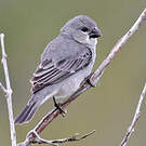 Sporophile gris-de-plomb