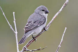 Plumbeous Seedeater