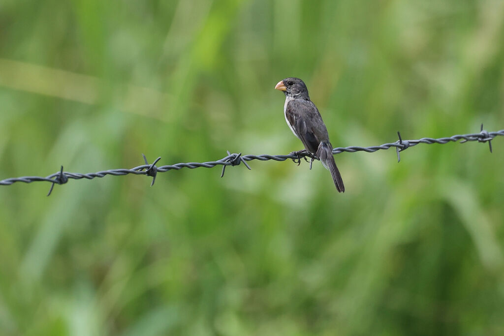 Grey Seedeater