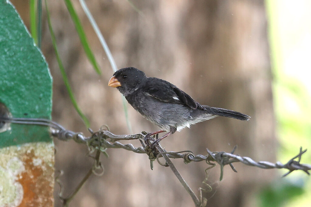 Grey Seedeater