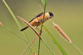 Black-and-tawny Seedeater