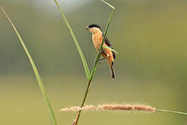 Black-and-tawny Seedeater