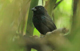 Blackish-blue Seedeater