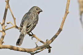 Chestnut-throated Seedeater