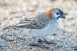 Speckle-fronted Weaver