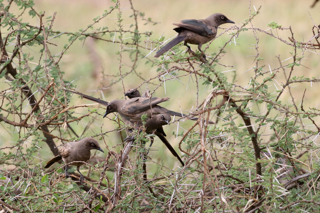 Ashy Starling