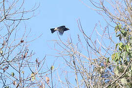 Abbott's Starling