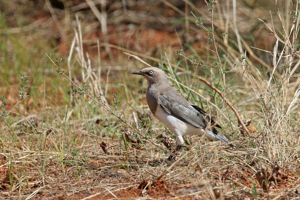 Fischer's Starlingadult