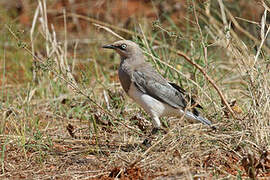 Fischer's Starling