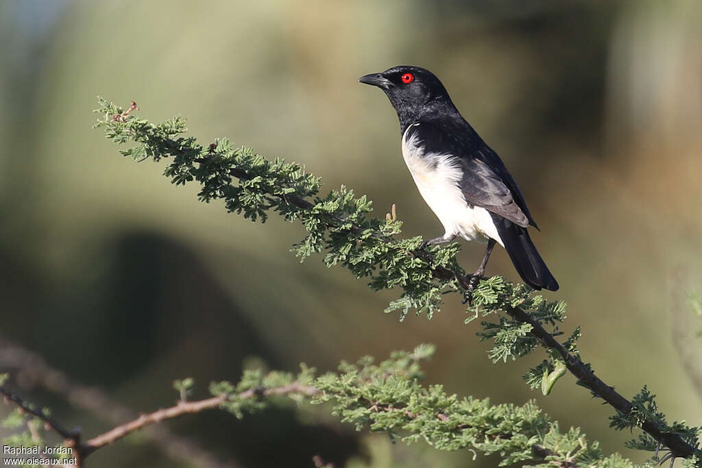 Magpie Starling male adult, identification