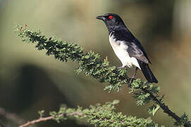 Magpie Starling