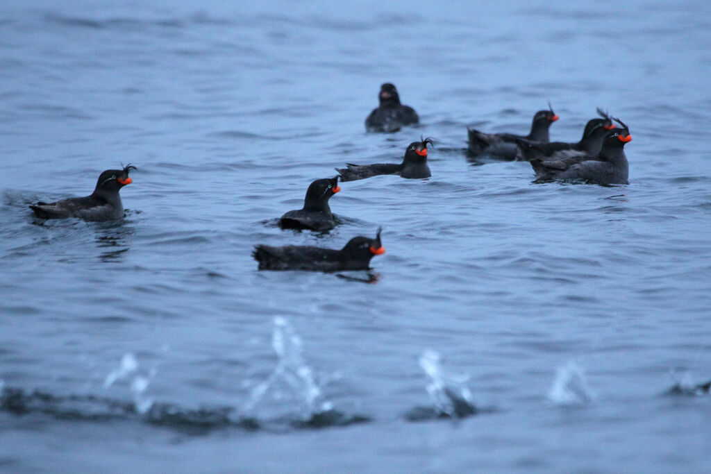 Crested Aukletadult breeding, swimming