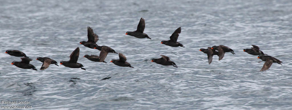 Crested Aukletadult, Flight