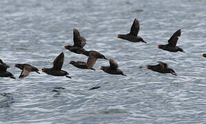 Crested Auklet