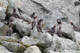 Crested Auklet