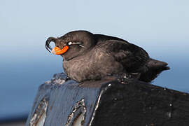 Crested Auklet