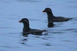 Parakeet Auklet