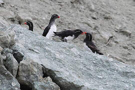 Parakeet Auklet