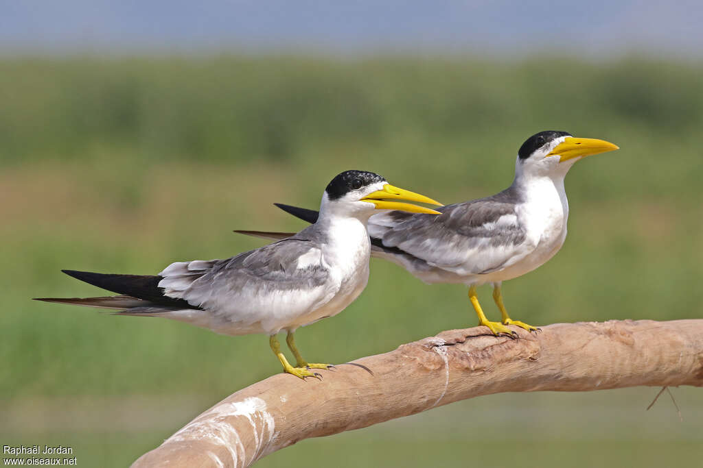 Large-billed Ternadult, pigmentation