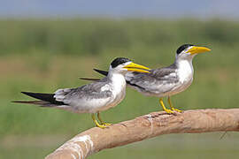 Large-billed Tern