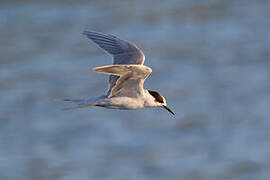 White-cheeked Tern