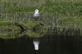 Snowy-crowned Tern