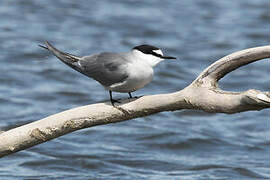 Aleutian Tern