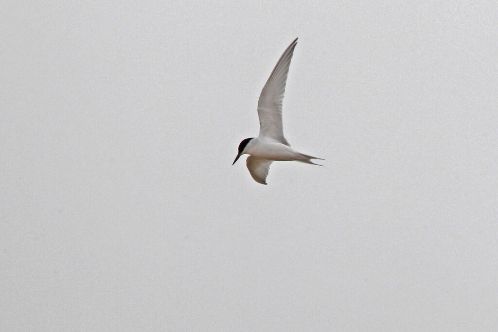 Damara Tern