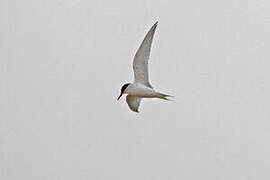 Damara Tern