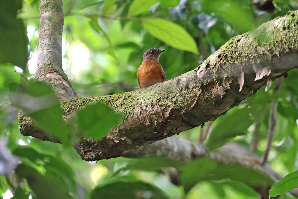 Finsch's Rufous Thrushadult