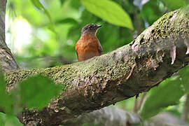 Finsch's Rufous Thrush