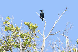 Singing Starling