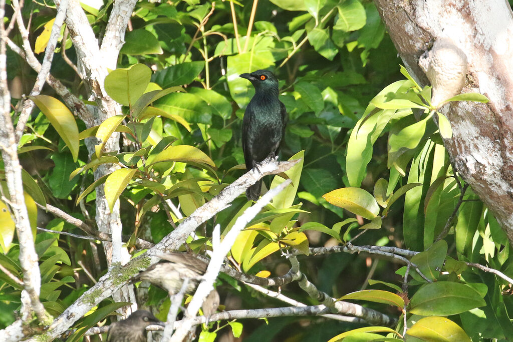 Singing Starlingadult breeding, habitat