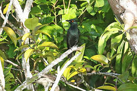 Singing Starling