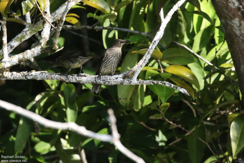 Singing Starlingimmature, habitat