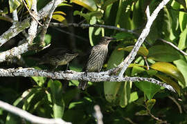 Singing Starling