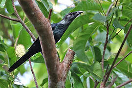 Moluccan Starling