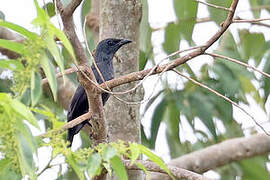 Tanimbar Starling