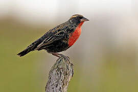 White-browed Meadowlark