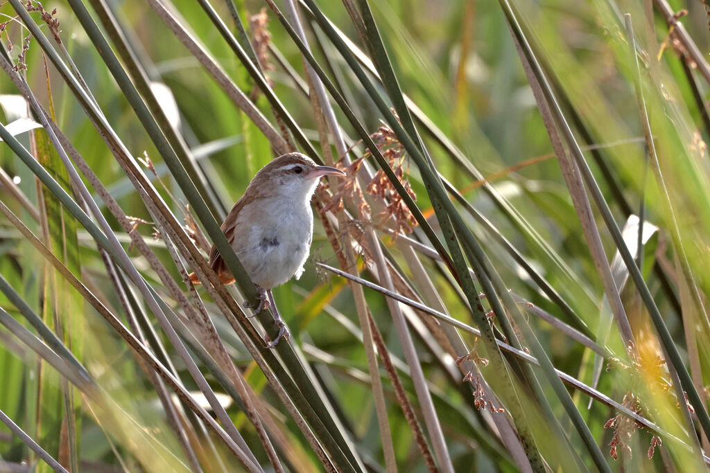 Curve-billed Reedhaunter