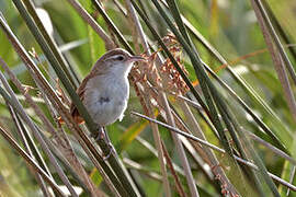 Curve-billed Reedhaunter