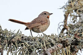 Short-billed Canastero