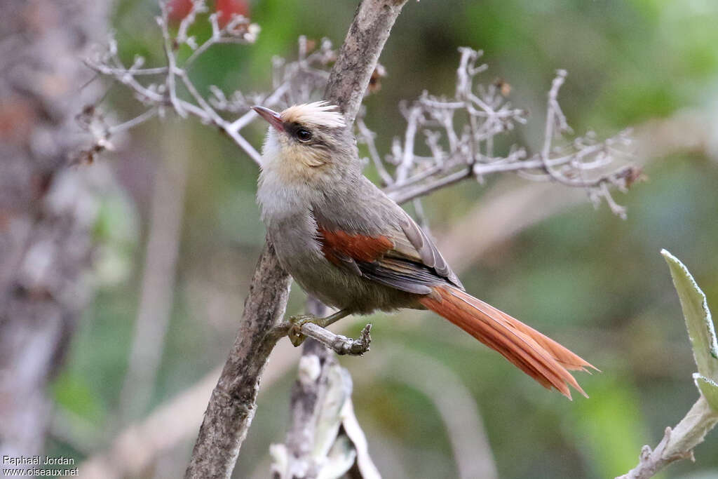 Creamy-crested Spinetailadult, identification