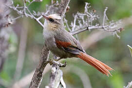 Creamy-crested Spinetail