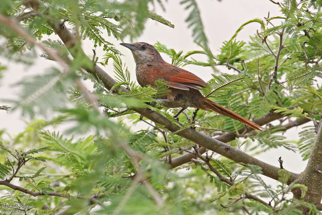 Chestnut-backed Thornbirdadult, identification