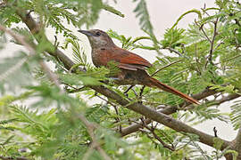 Chestnut-backed Thornbird