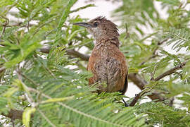 Chestnut-backed Thornbird