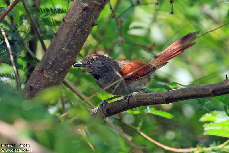Sooty-fronted Spinetailadult, identification