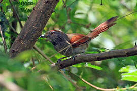 Sooty-fronted Spinetail