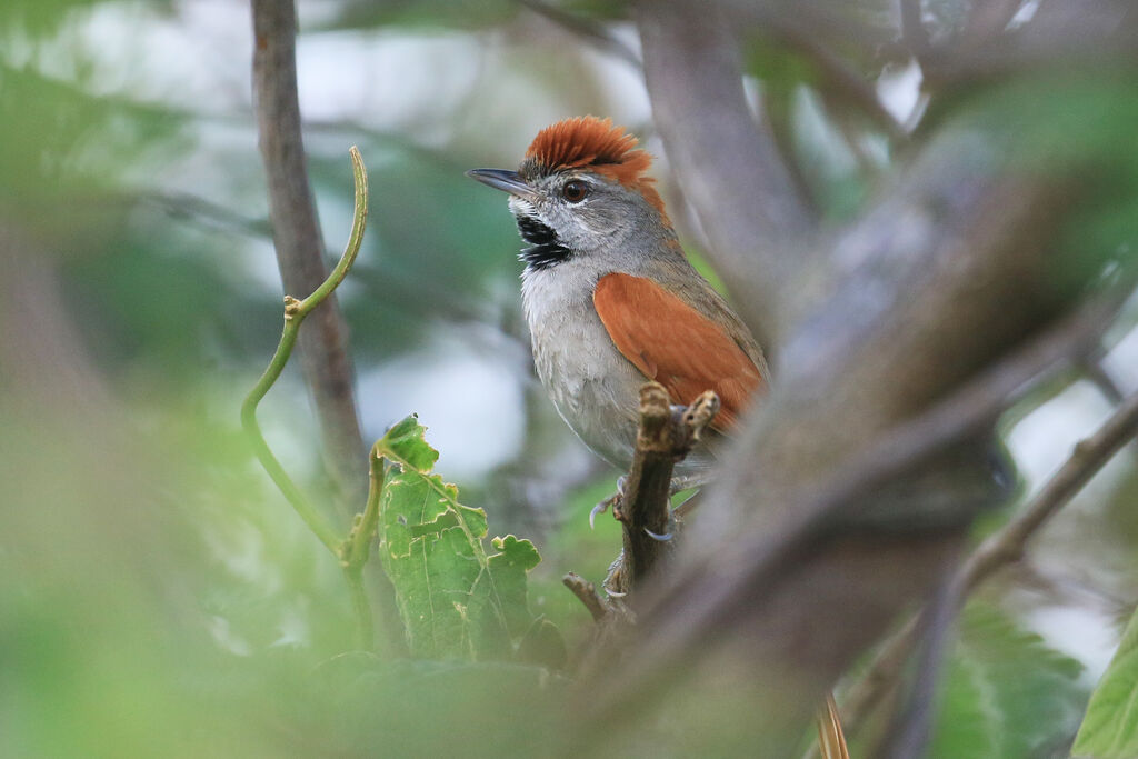 Sooty-fronted Spinetailadult